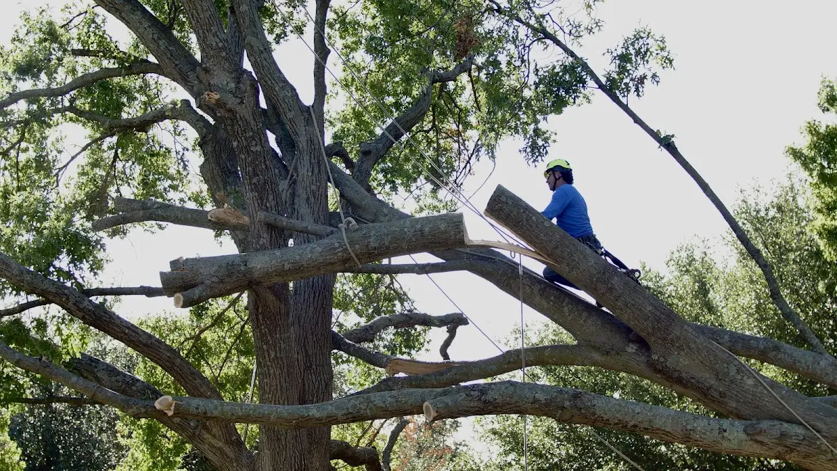 Professional Crown Thinning performed by certified arborists in Nye
